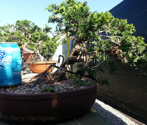 juniper bonsai